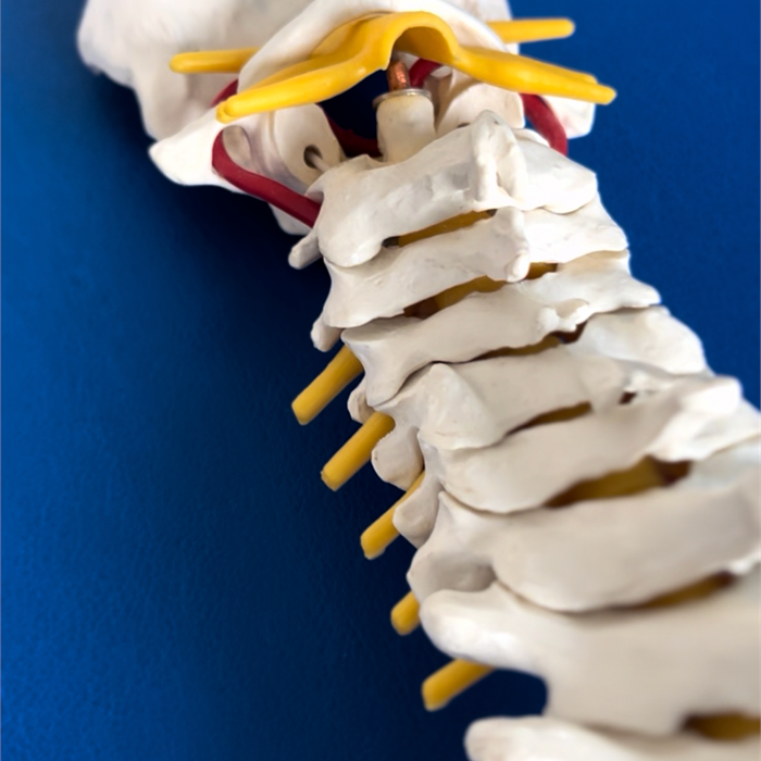 dolore radicolare: il dolore che ha origine dalla colonna vertebrale